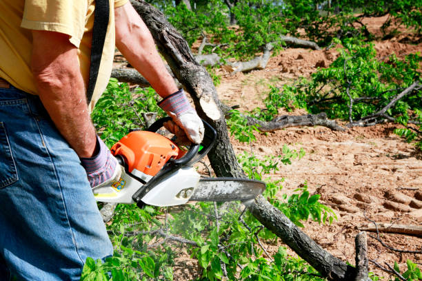 Dead Tree Removal in Palmview South, TX